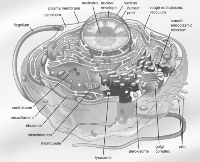 Labelled cross-section of a eukaryotic cell, showing the nucleus and nucleolus, endoplasmic reticulum, mitochondrion, Golgi complex and other organelles.